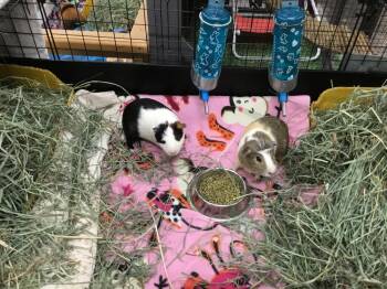 Rescue Guinea Pig Guinea Pigs for Adoption in San Diego, California - Carsen ( Bonded To Irwin) | PetCurious
